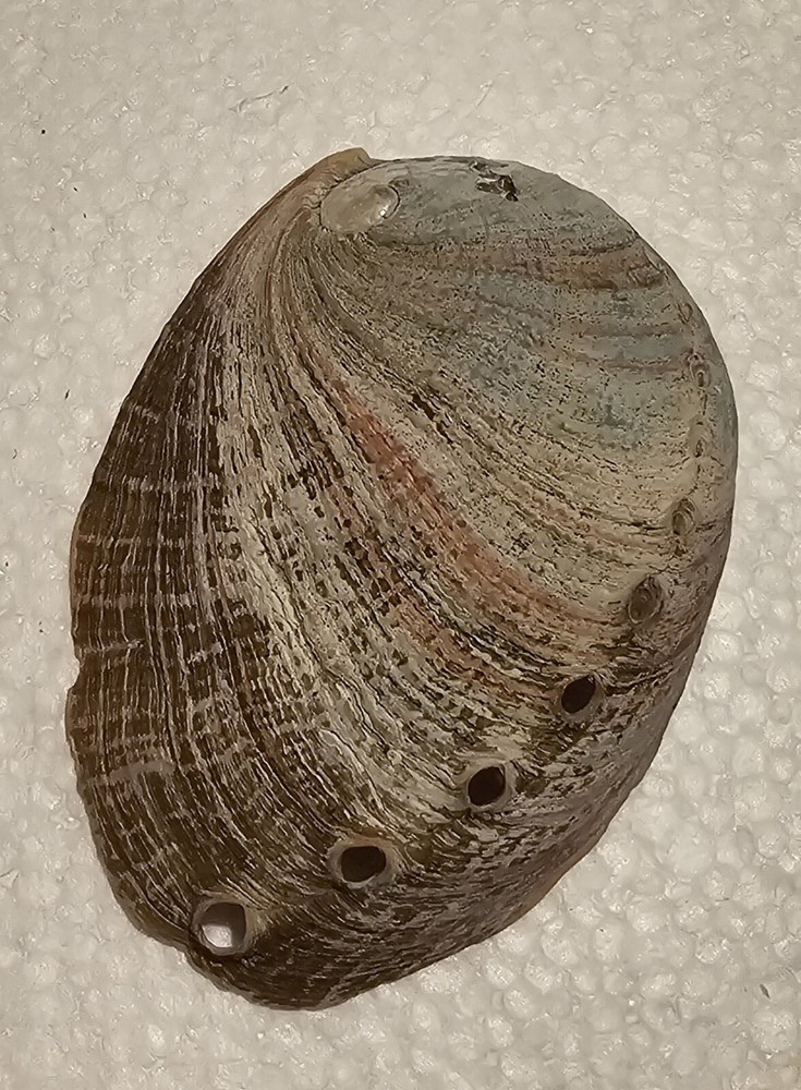 Abalone Sea Shell One Side