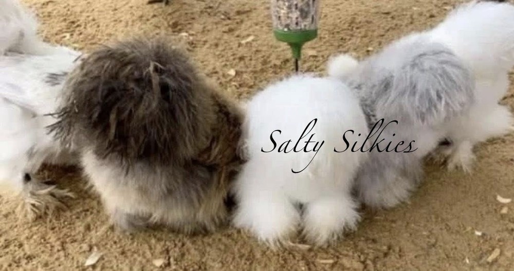 Silkie Chicken Hatching Eggs 6+