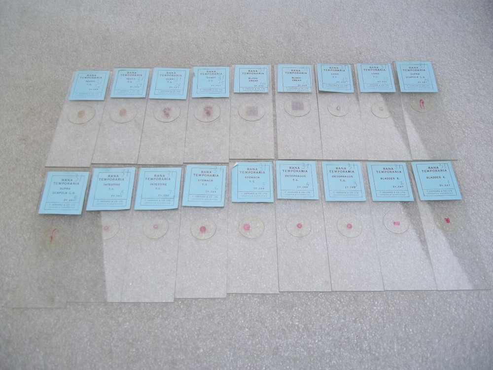 Vintage Glass Microscope Slides -