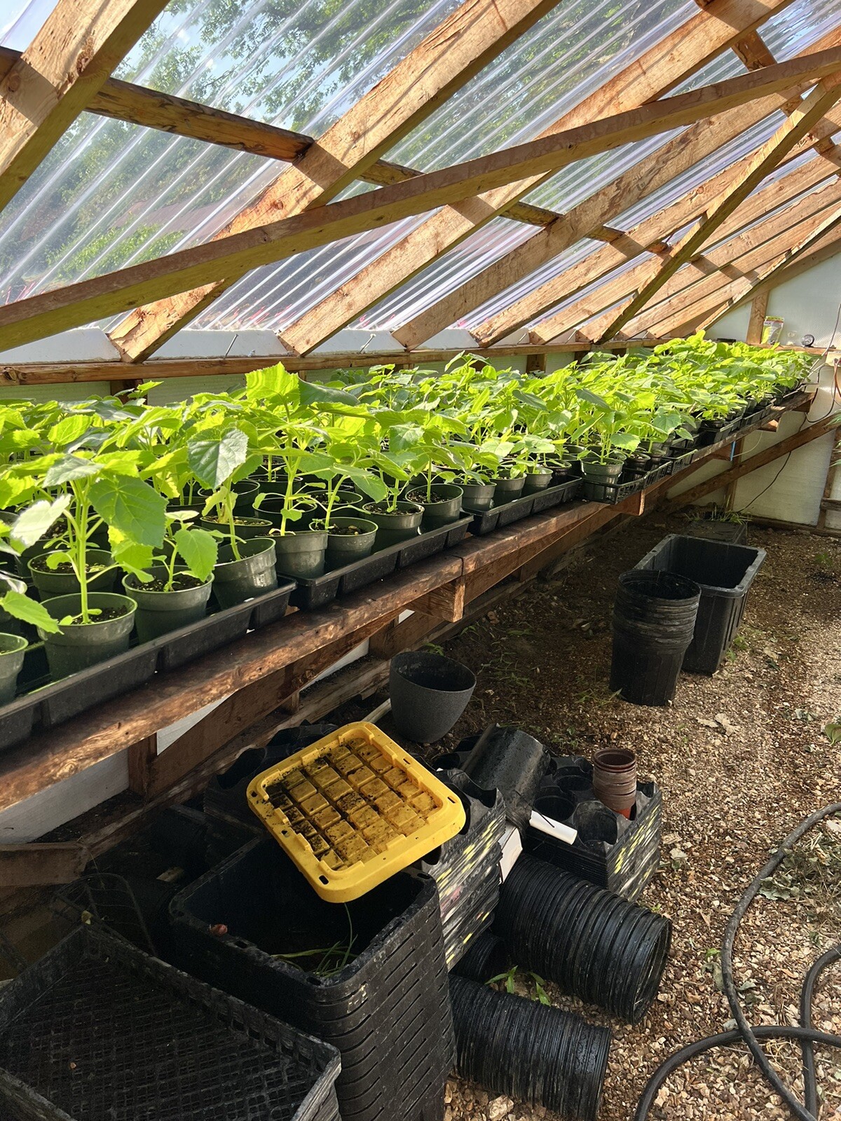 Fast growing shade trees Paulownia Elongota Variety Also Known As Timber Trees.
