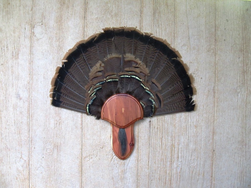 Solid Cedar Turkey Fan / Beard Mounting Kit -02