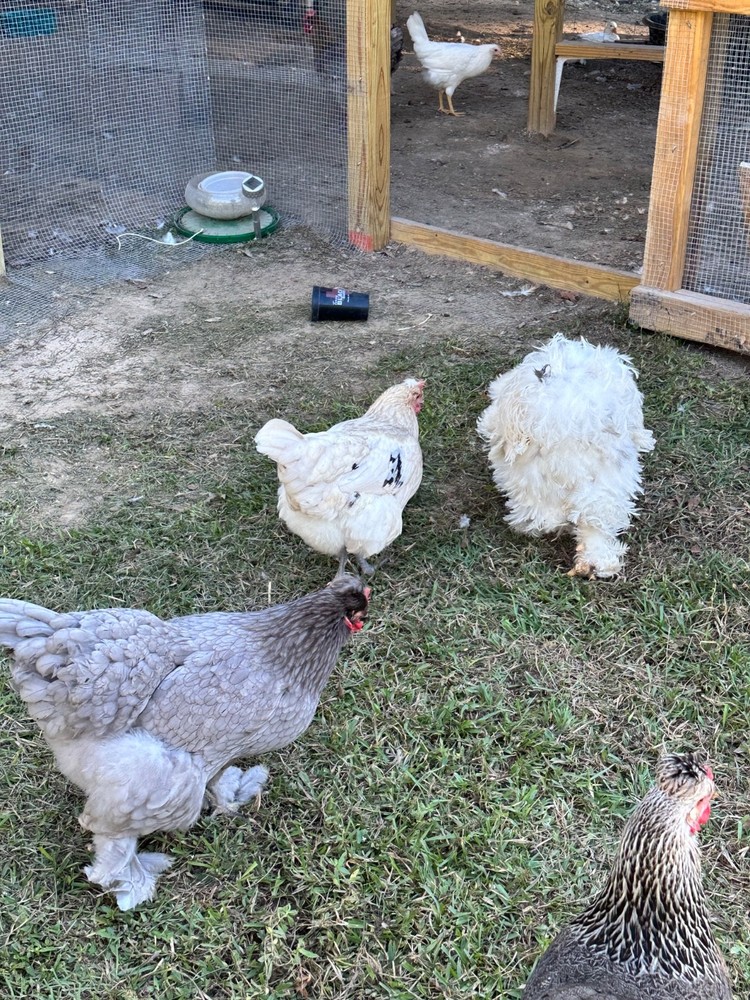 Frizzle BYM Hatching Eggs x12++