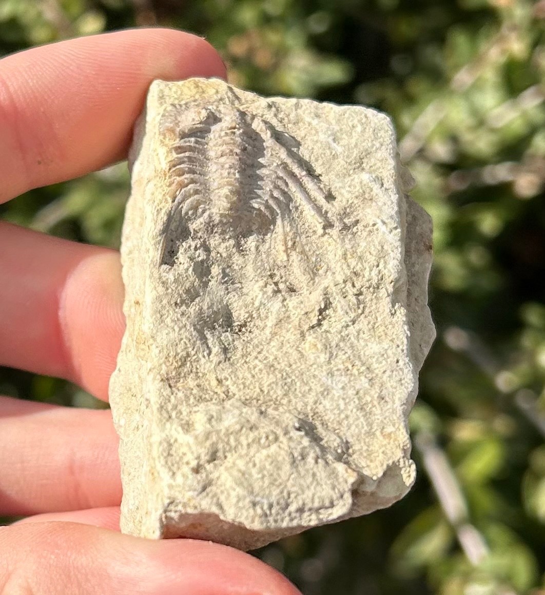 NICE Oklahoma Fossil Trilobite Kettneraspis williamsi Devonian Age Bug in Matrix