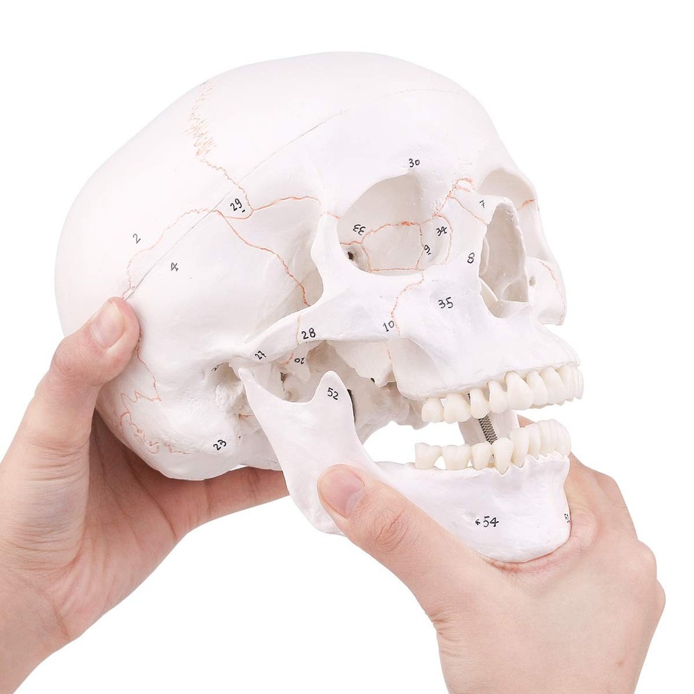 Human Skull Model, Numbered Skull Anatomy Model for Professionals, Students &...
