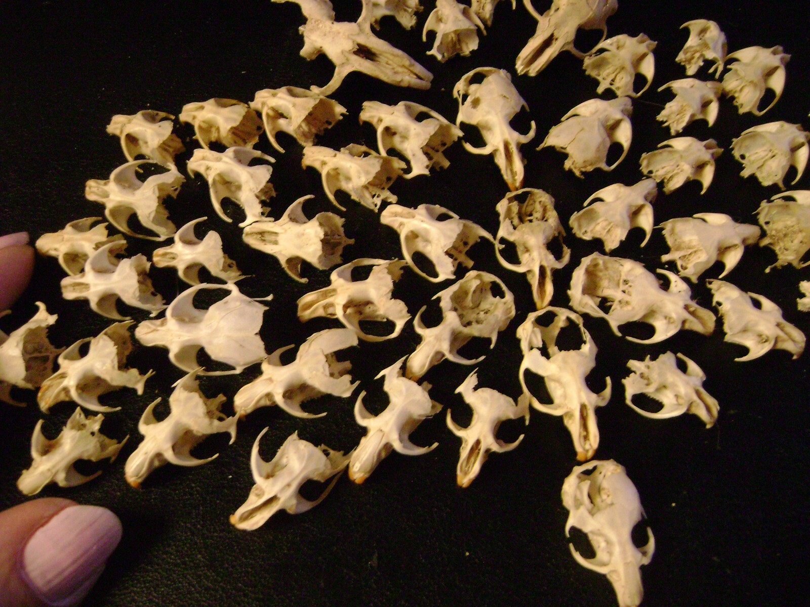 50 BROKEN RAT SKULLS real animal bones head skeleton taxidermy art crafts lot
