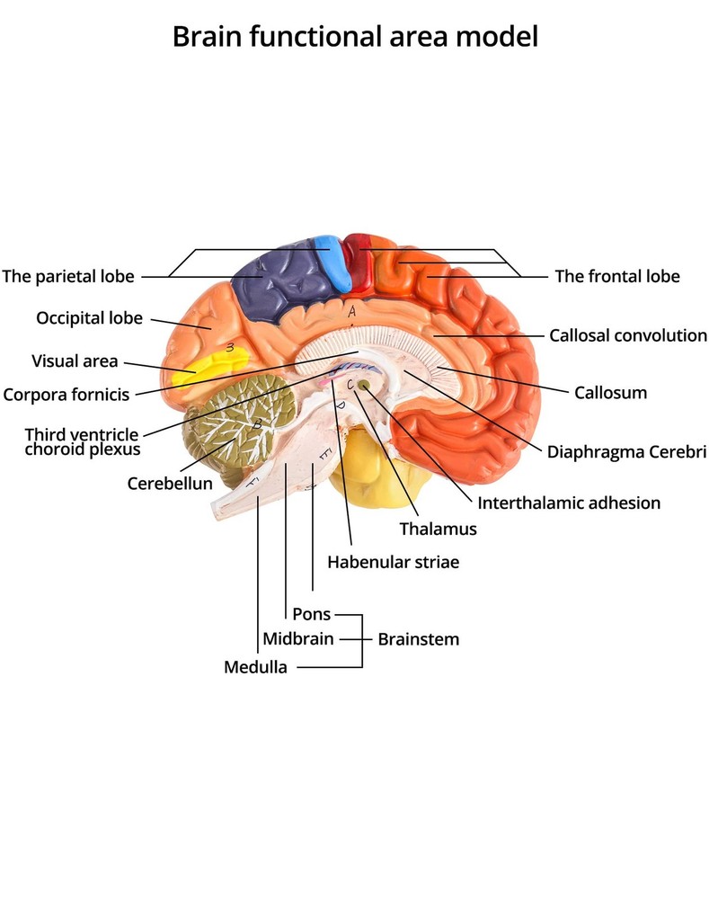 QWORK Life-Size Human Brain Anatomical Model, Multicoloured
