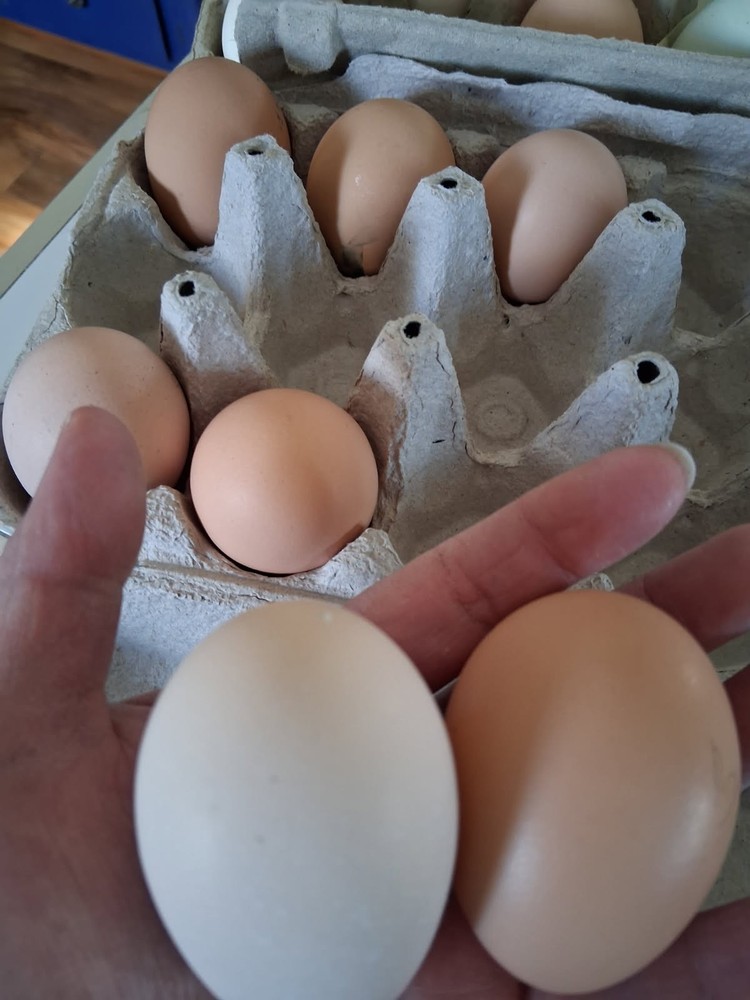 6ea BRAHMA Chicken Hatching Eggs mix. buff,white, browntan, black whithe