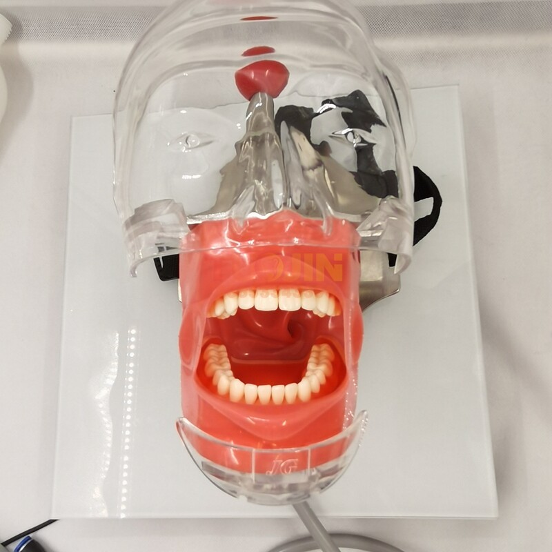 Dental Simulator Manikin Phantom Head Model with Replaceable Teeth Model USSTOCK