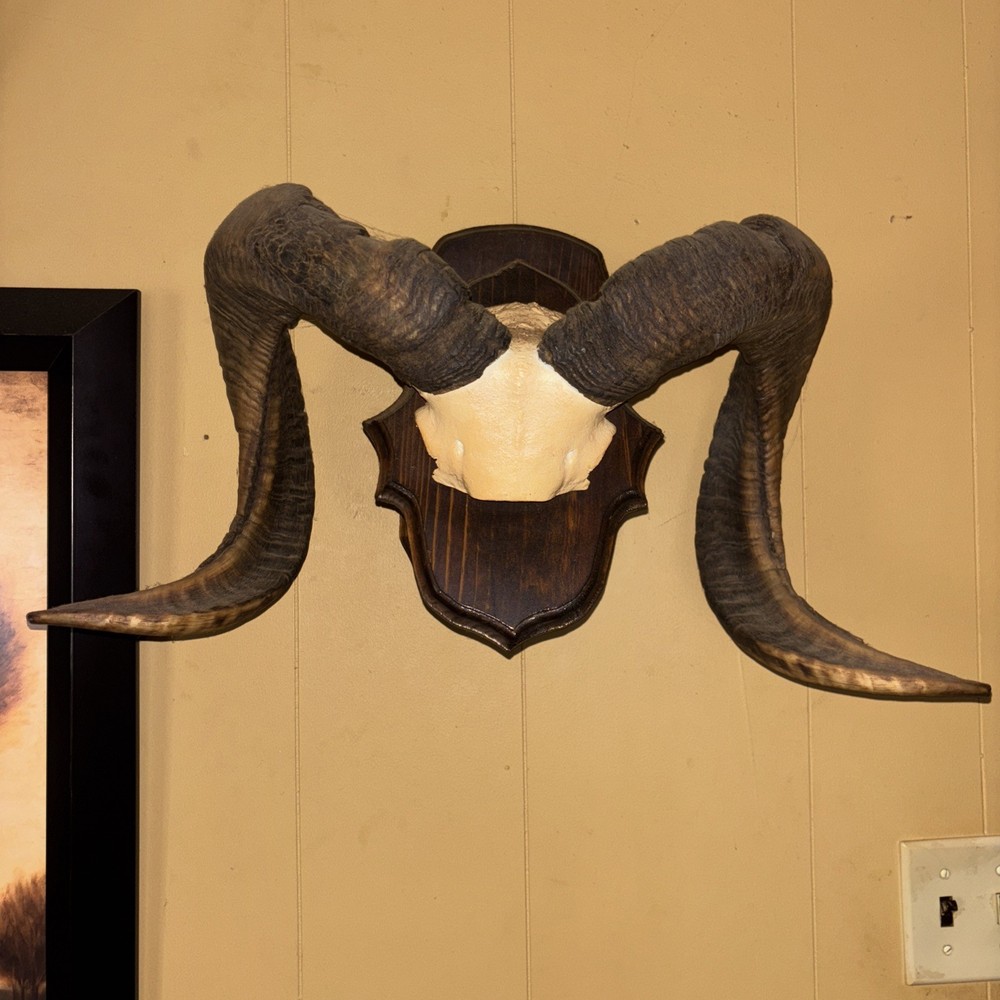 Hawaiin Ram Horns