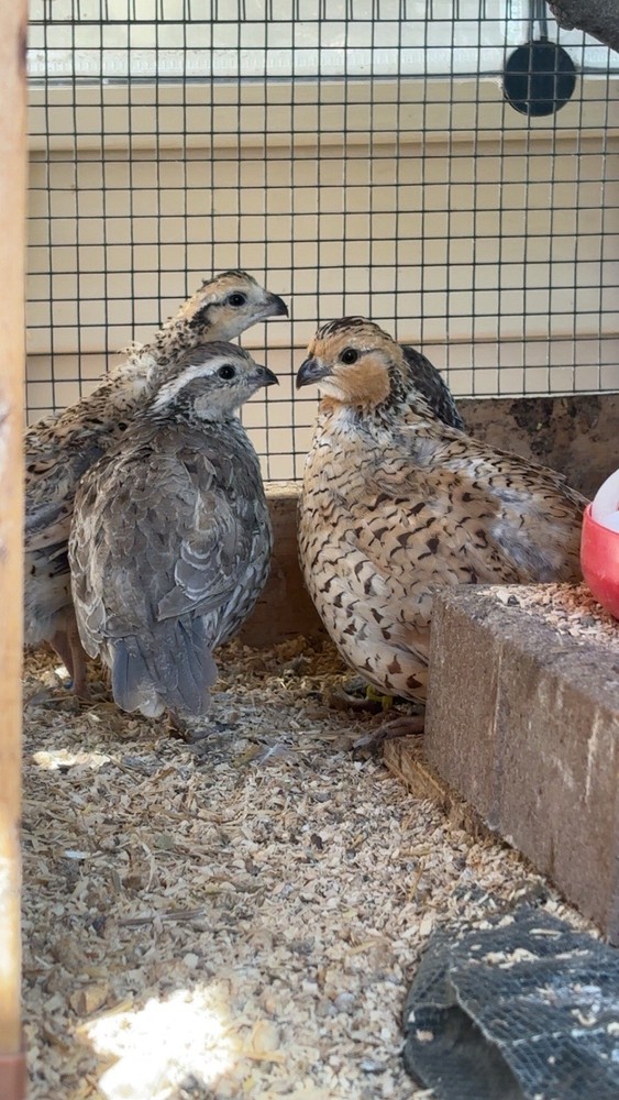 6+ Mixed Bobwhite Hatching Eggs