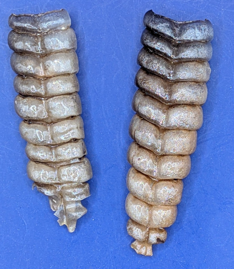 2 Nice Very Western Diamondback Rattlesnake Rattle #R6311