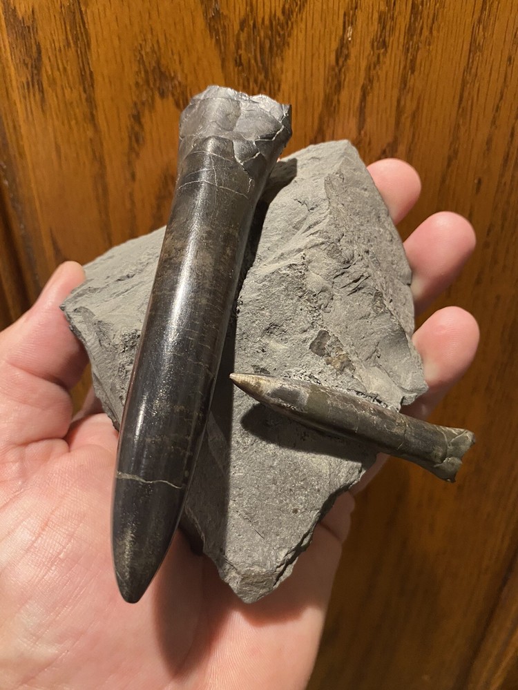 Ridiculously Aesthetic Belemnites In Matrix