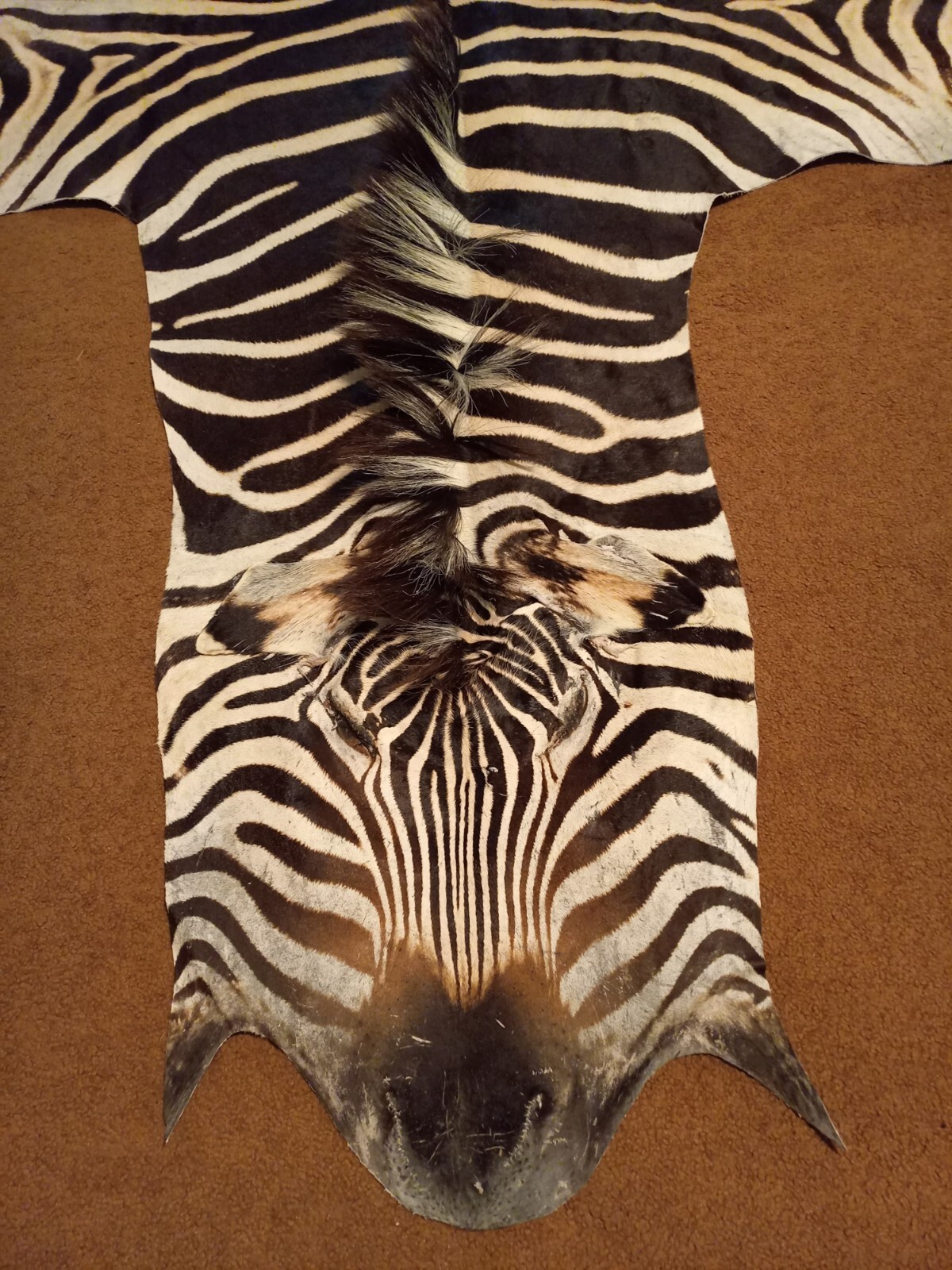 Zebra hide / skin - Large Genuine South African Burchell Zebra hide - 35% OFF