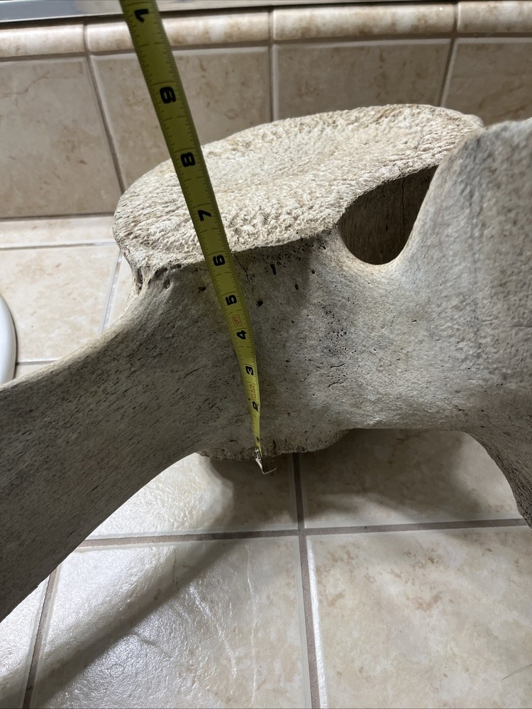 Whale Vertebrae Fossil Bone