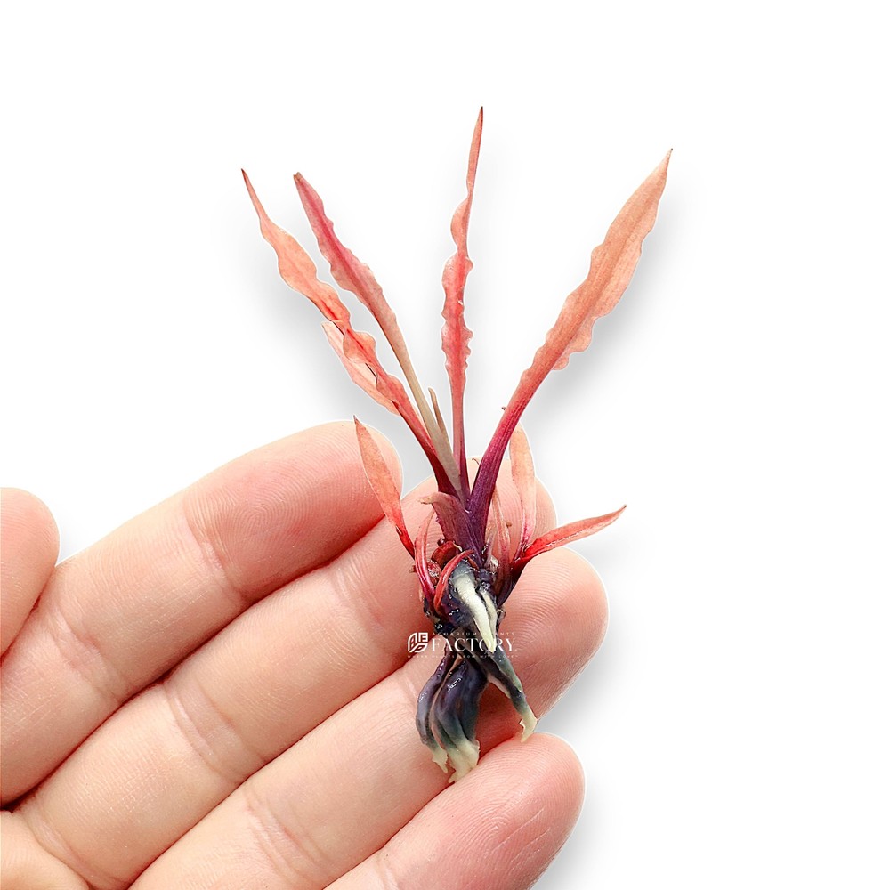 Cryptocoryne Albida Red