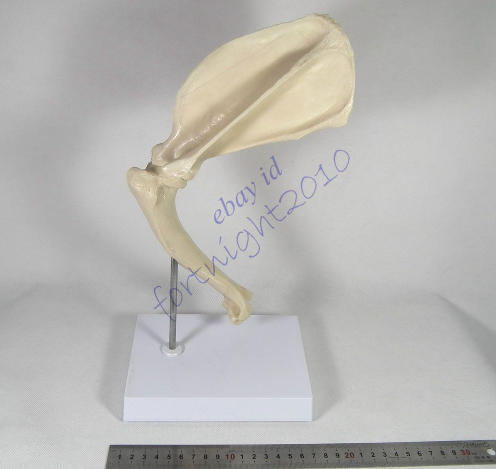 RS canine dog shoulder joint model veterinary anatomy display study teaching