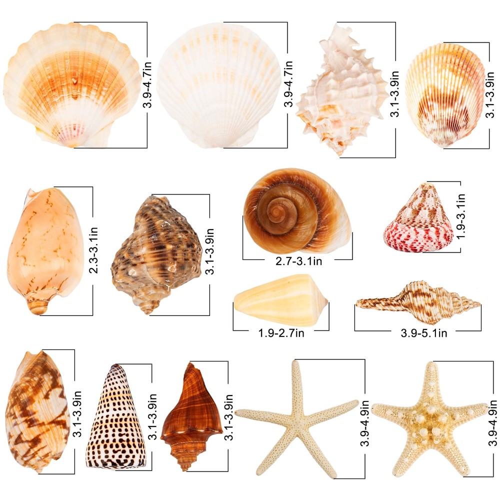 Sea Shells for Decorating 15PCS Large Seashells Starfish Conch for Beach Part...