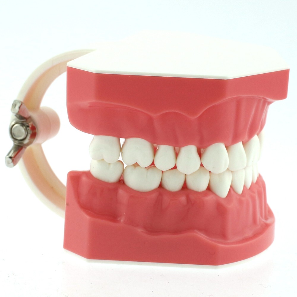 Dental 1:1 Model Brushing Flossing Practice Teeth Typodont Model Teach Study
