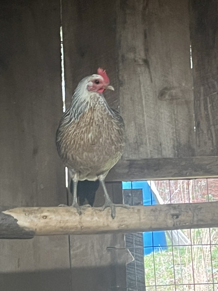 hatching eggs chicken Pure Bennett sold in 6 pack