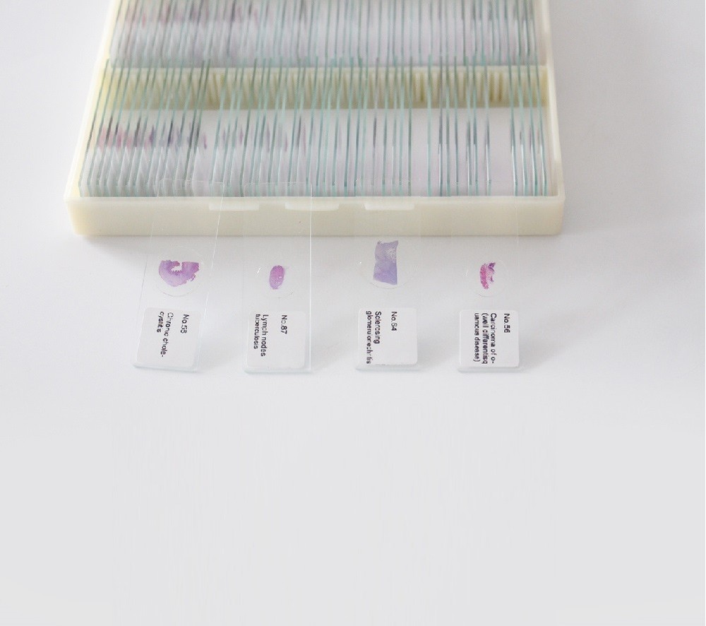 100PCS Mammals Pathology Microscope Prepared Slides Set Specimen