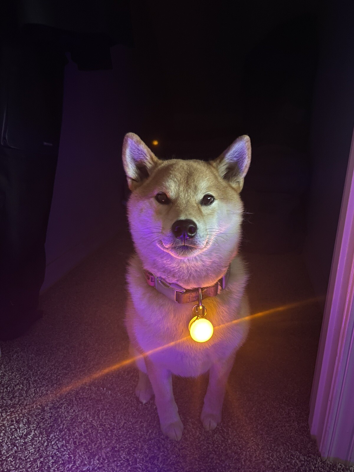 Rechargeable Dog Cat Collar Lights LED Clip on Light Veteran Owned