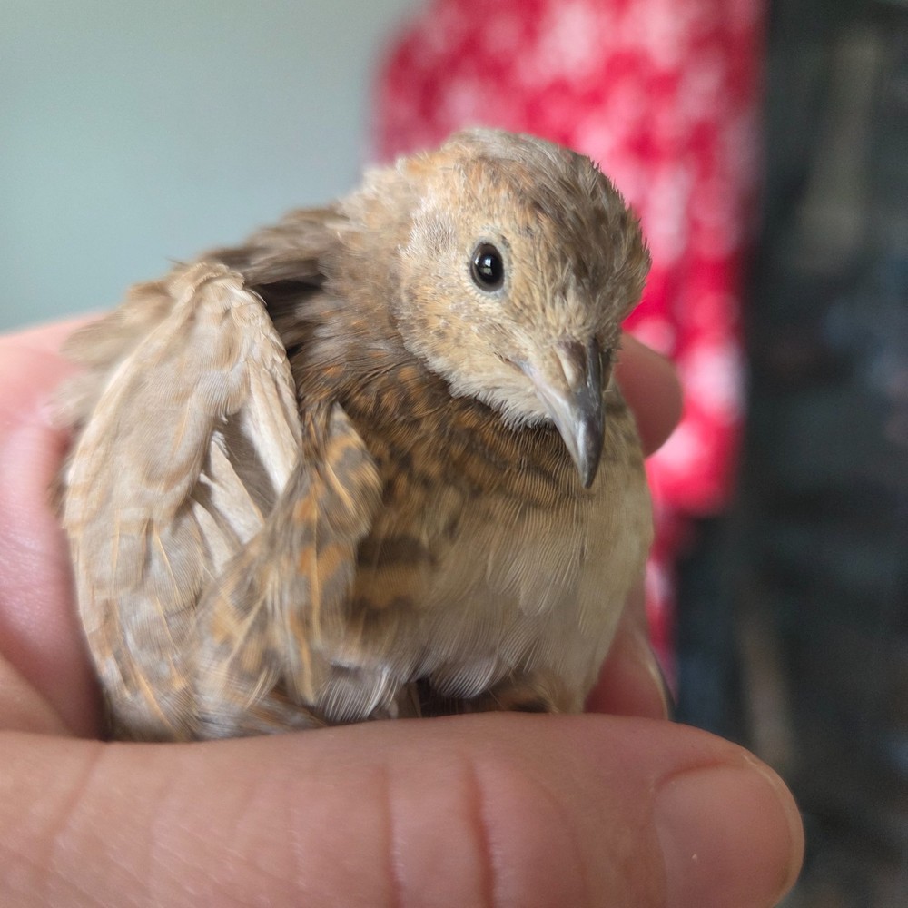 10+ Fresh Button Quail Fertile Hatching Eggs