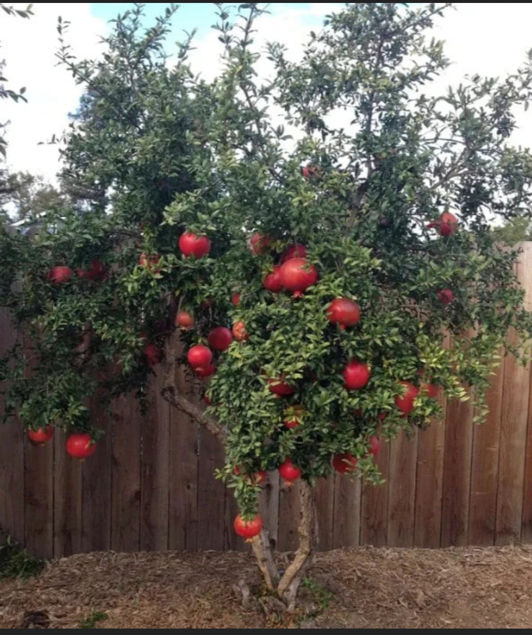 1 Parfianka Pomegranate Tree Punica granatum Starter Plant