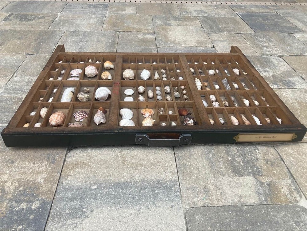 Antique Printets Tray with Shells