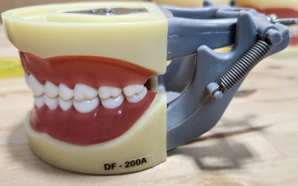 Dental Form w/ Removable Teeth Typodont Dentoforms (Qty 4)