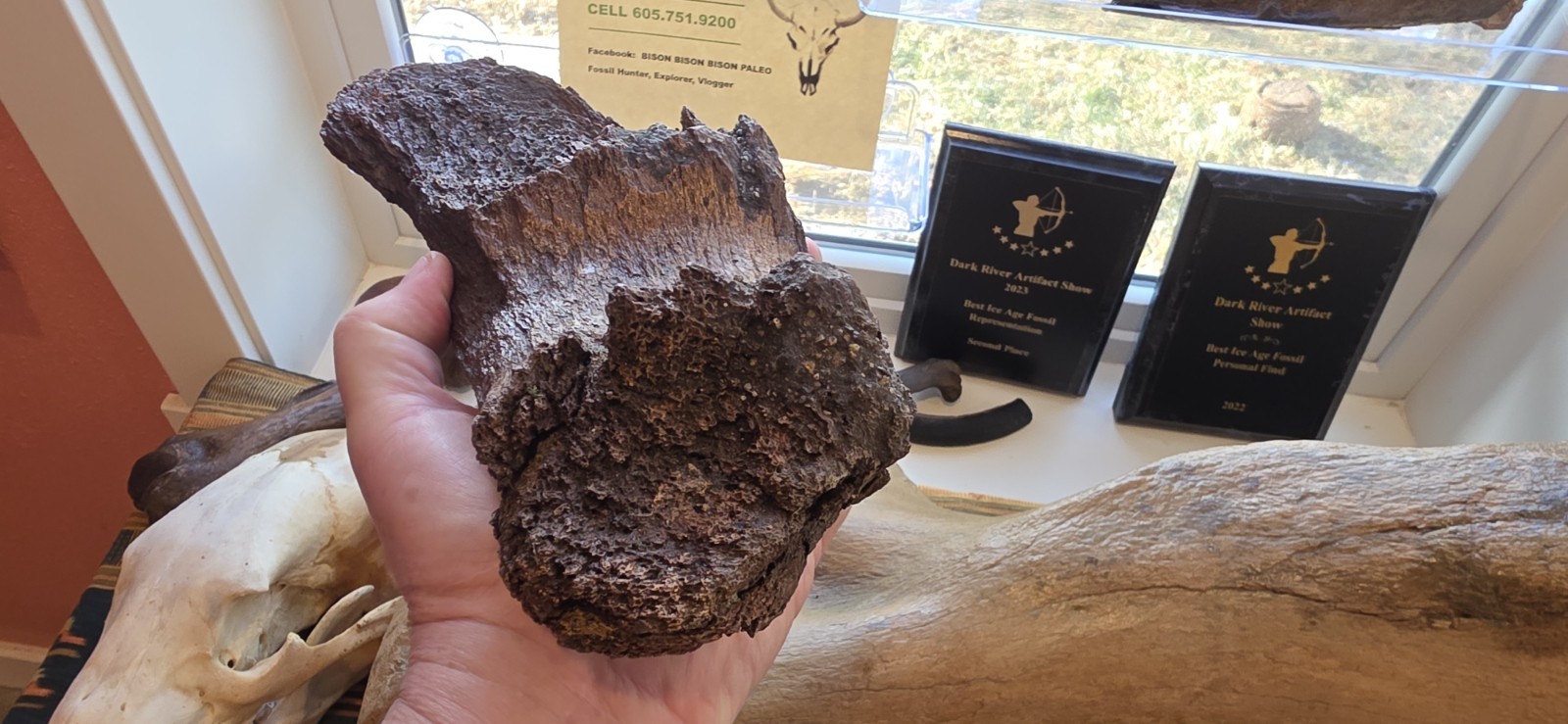 Mammoth Mandible - Chin - Fossil Kansas