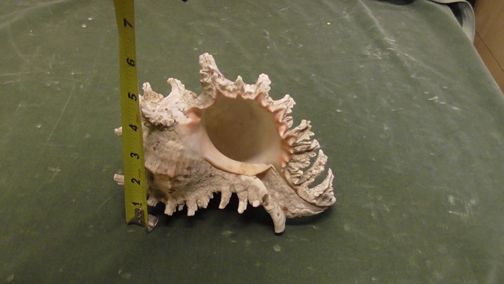 White Natural Conch Seashell Real Shell Aquarium Large