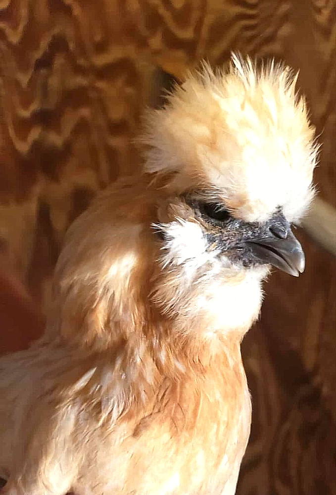 10+ BEAUTIFUL Silkie Hatching Eggs .