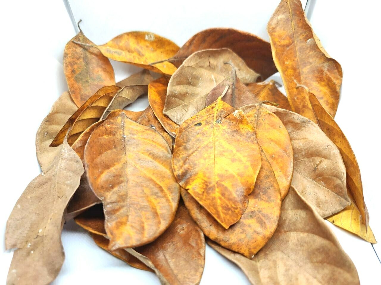 100% organic dried Jack fruit leaves Leaves Bio Film Shrimp Aquarium leaves