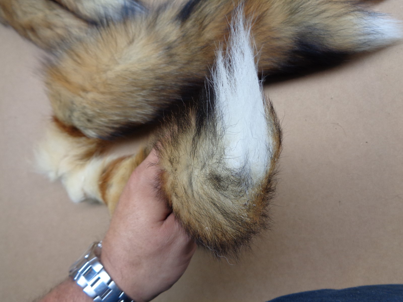#1 Quality XL Tanned Red Fox Tails/Crafts/Real USA Fur Tails/Harley parts/Purse