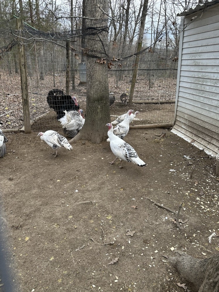 5+ 1 Royal Palm Turkey Hatching Eggs