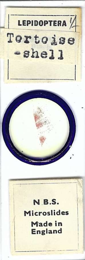 Tortoiseshell Butterfly Scales Microscope Slide