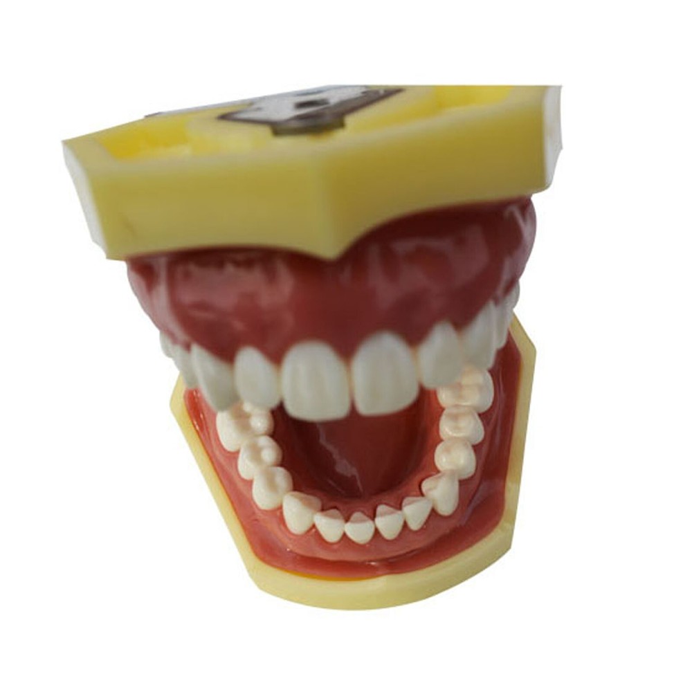 Teeth Model Detachable Dental Practice Teaching Model Simulation Tooth Model