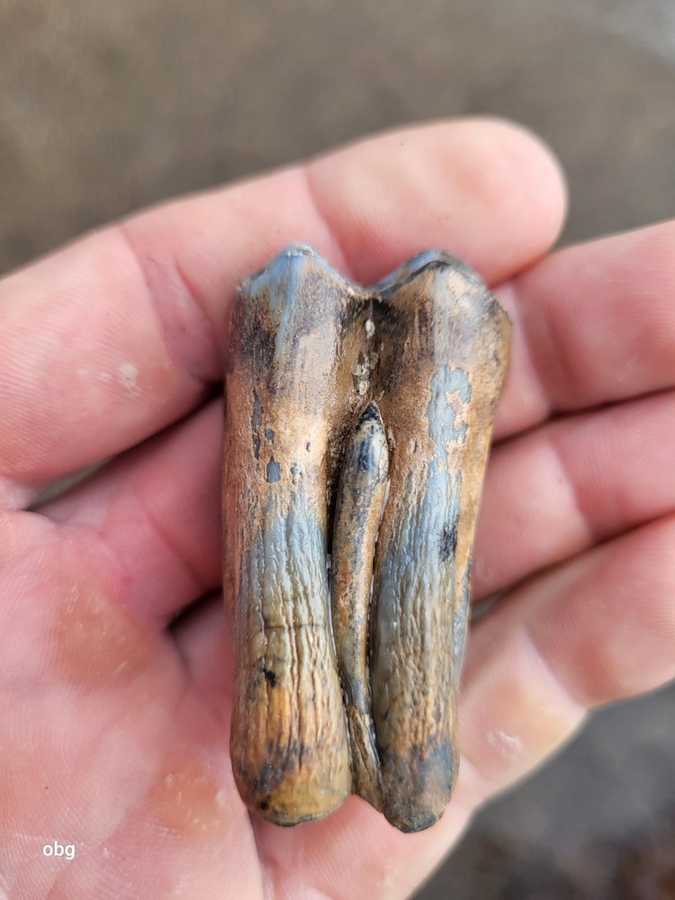 Historic bison tooth with blue vivianite  permineralization