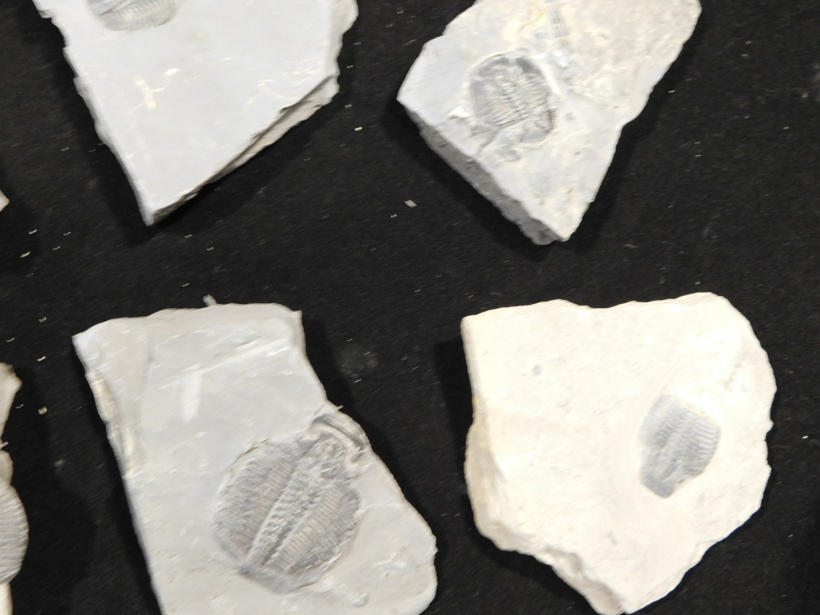 GIANT Lot of FORTY 100% Natural Elrathia TRILOBITE Fossils in Matrix Utah 2300gr