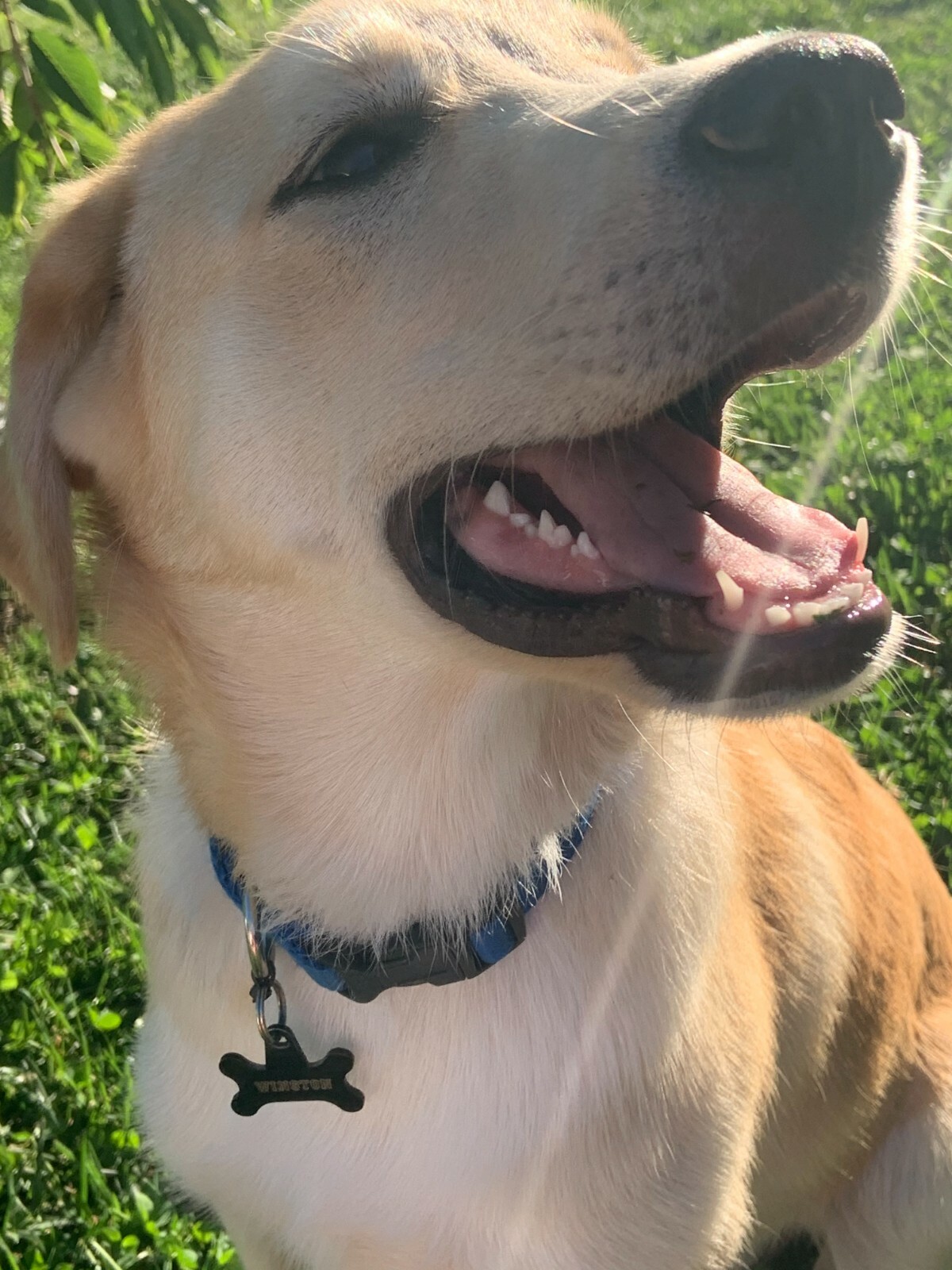 SNOW CREEK - HEAVY DUTY NYLON DOG COLLAR - ADJUSTABLE (MADE IN KY, USA)