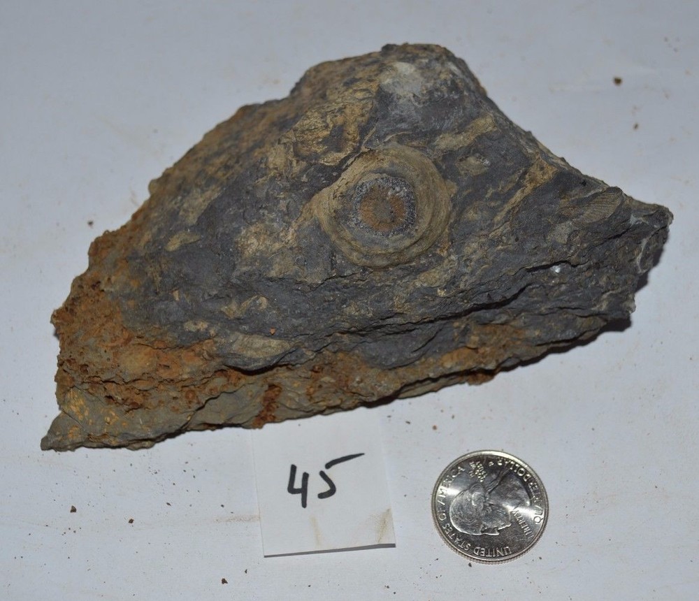 FOSSIL WITH BRACHIOPODS PRINTS ( 45, 22F)