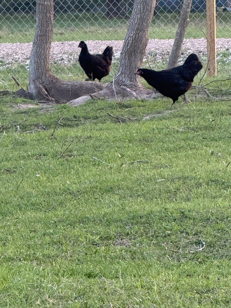 24 Chicken Egg ( Rare breeds Mix )