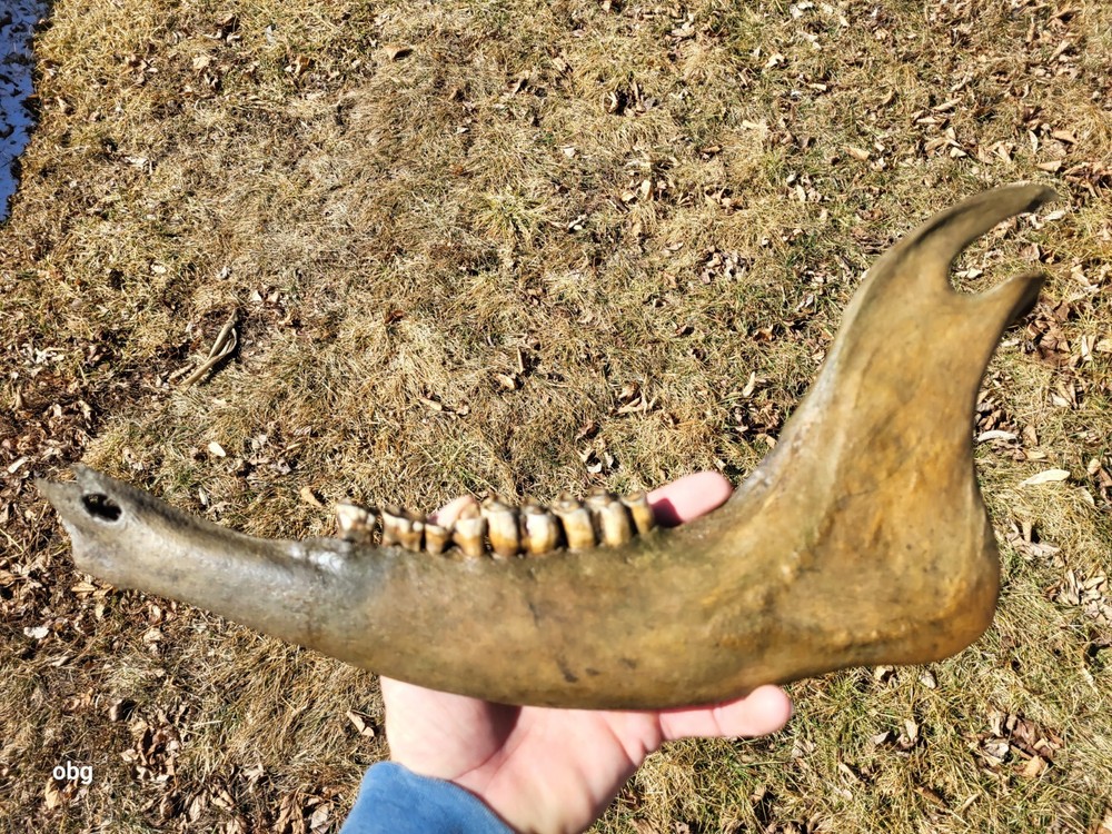 Historic Bison lower jaw bone buffalo