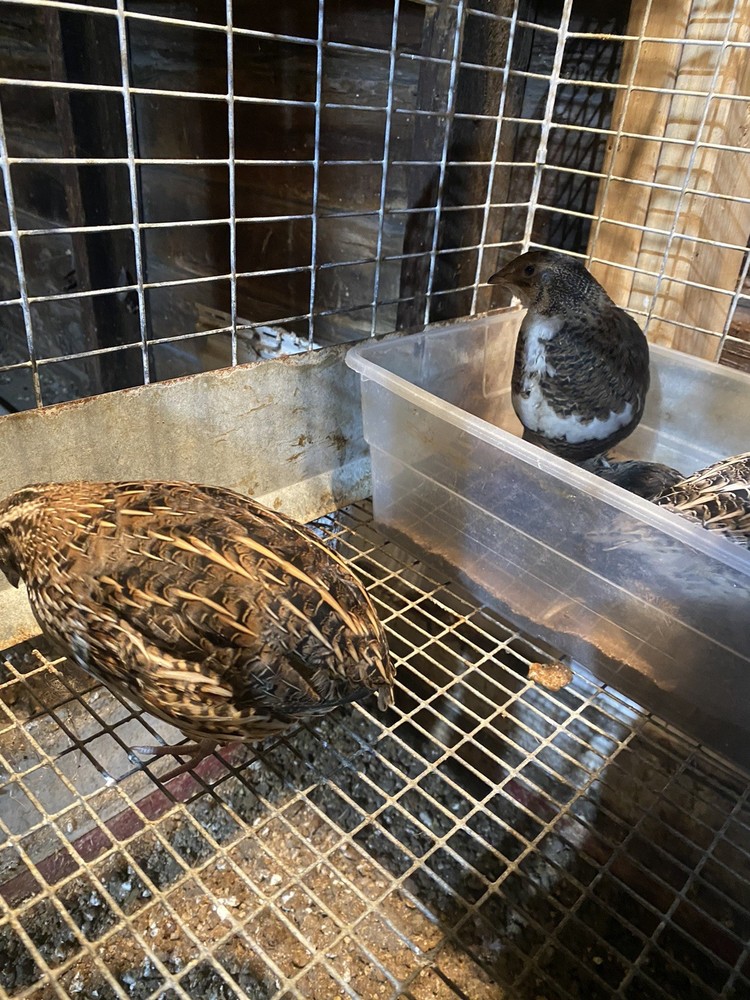 Quail Hatching Eggs with Natural Speckled Shells