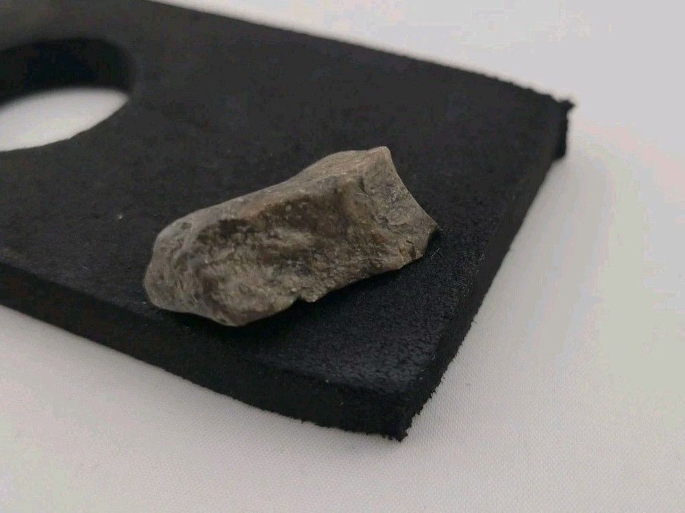 Fossil Dinosaur Permineralized Tooth T-rex 🦖