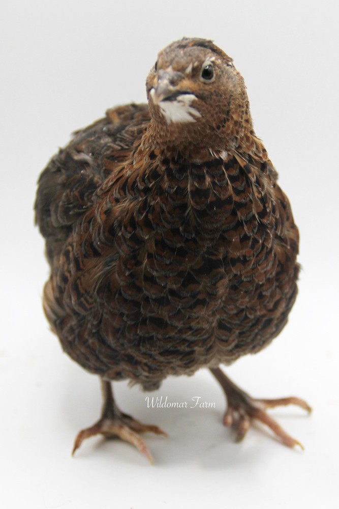 100+ Coturnix Quail Hatching Eggs