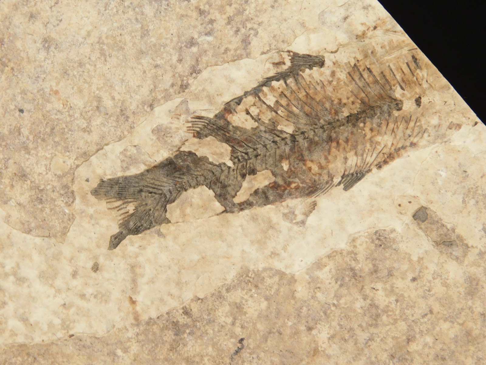 THREE! 50 Million Year Old Knightia FISH Fossils From Fossil LAKE Wyoming 355gr
