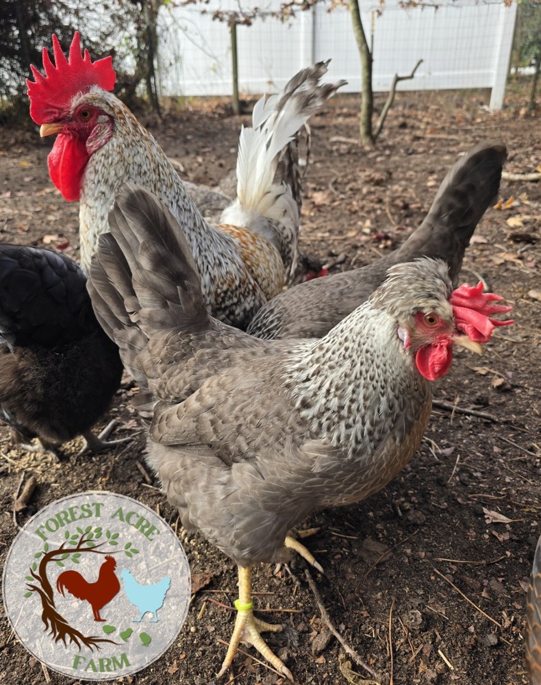 Cream Legbar Hatching Eggs 10+ Blue Eggs