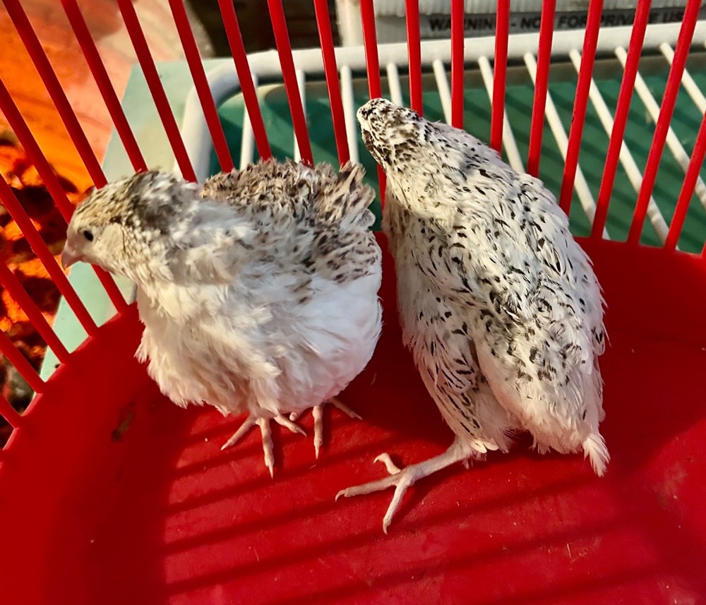 10+ Assorted Coturnix Quail Hatching Eggs