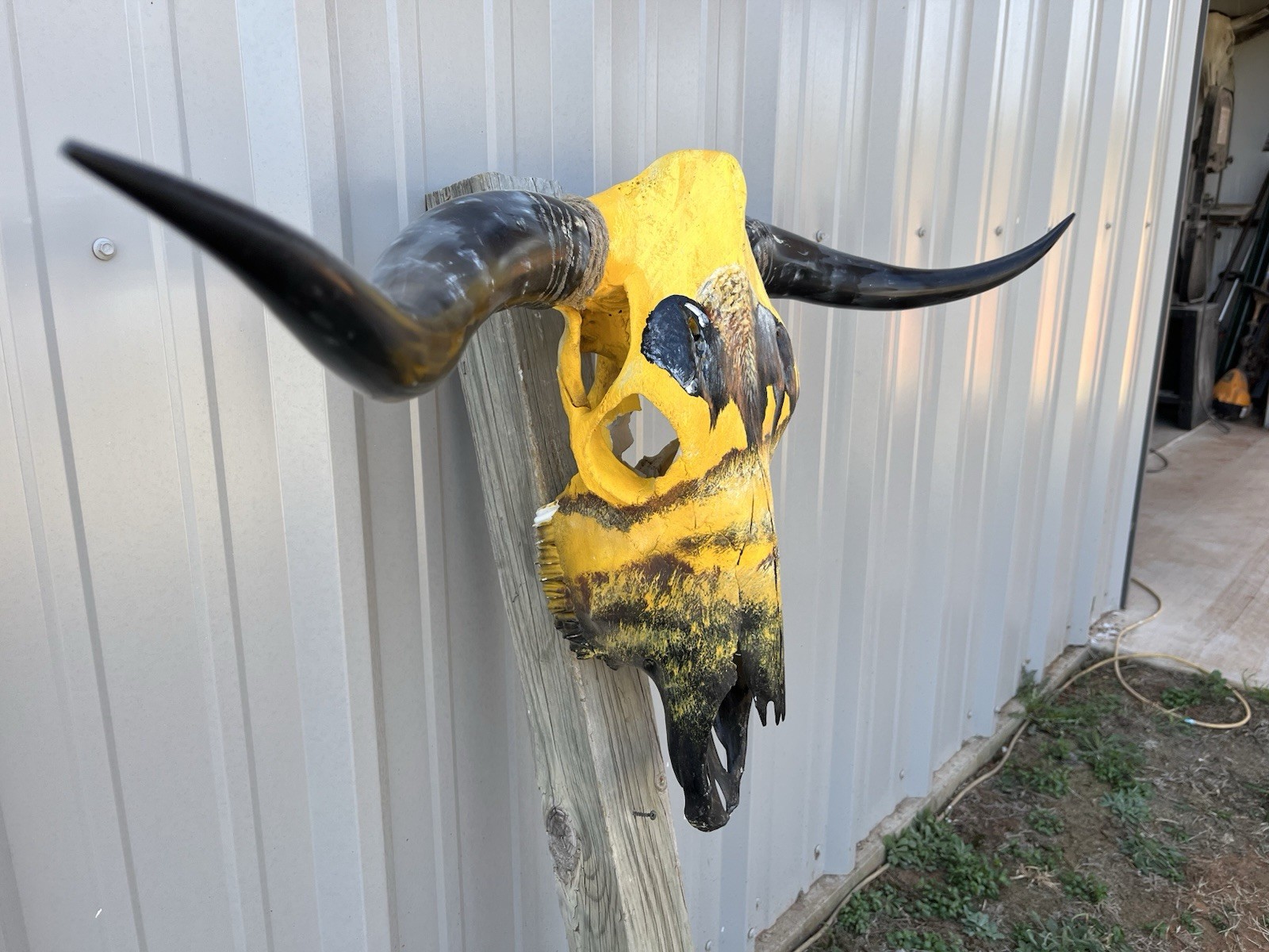 STEER SKULL Painted 3 Feet 7 Inch WIDE BULL HORN MOUNTED COW Bison Bull Buffalo
